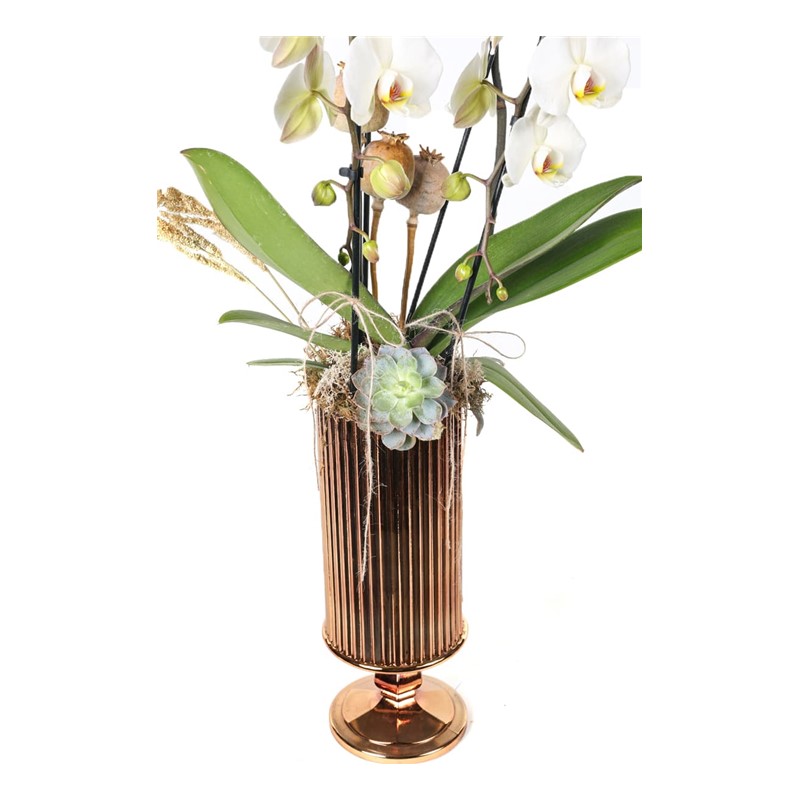 Miracle Orchid