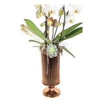Miracle Orchid