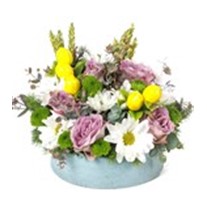 Lemon Daisy