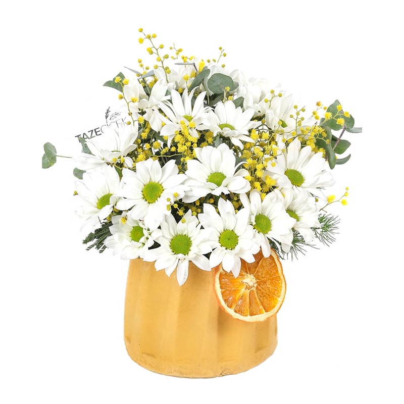 Good Morning Daisy - Papatya