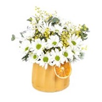 Good Morning Daisy - Papatya
