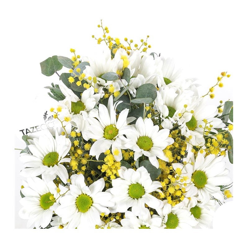 Good Morning Daisy - Papatya