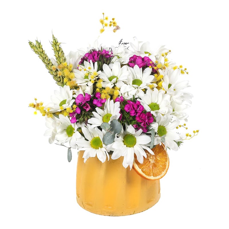 Best Smile Daisy - Papatya