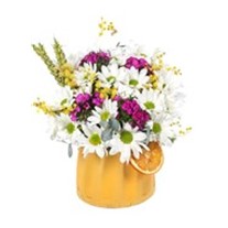 Best Smile Daisy - Papatya