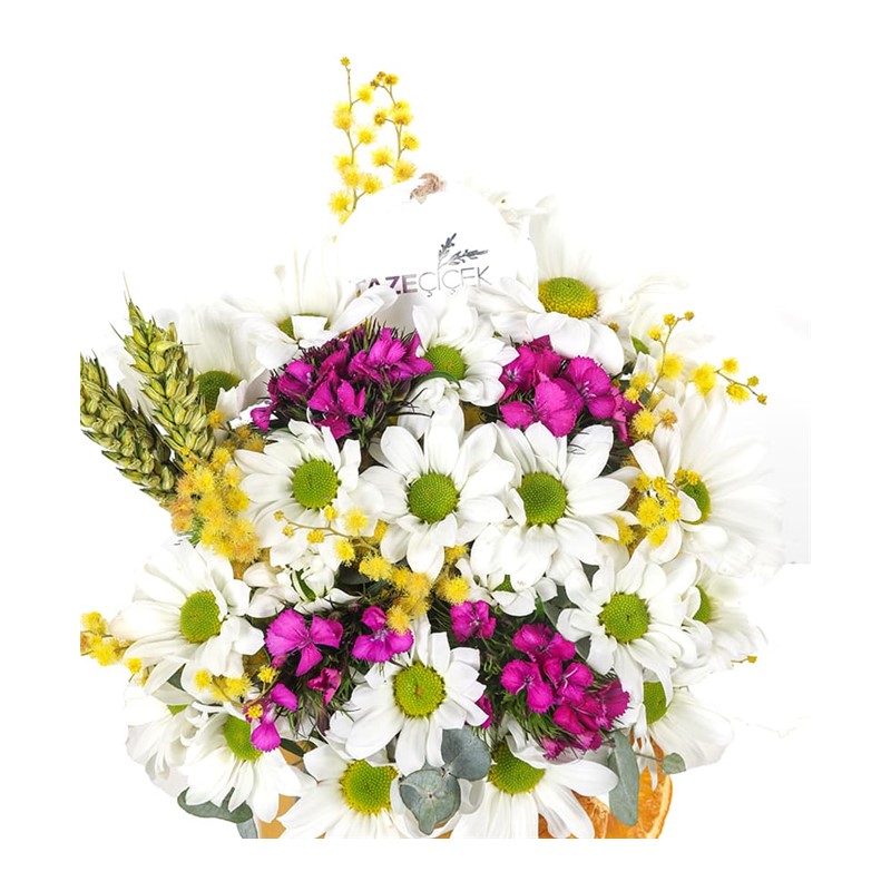 Best Smile Daisy - Papatya