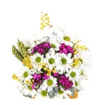 Best Smile Daisy - Papatya