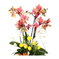 Best Wishes Possibility
