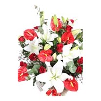 White Lily Melody
