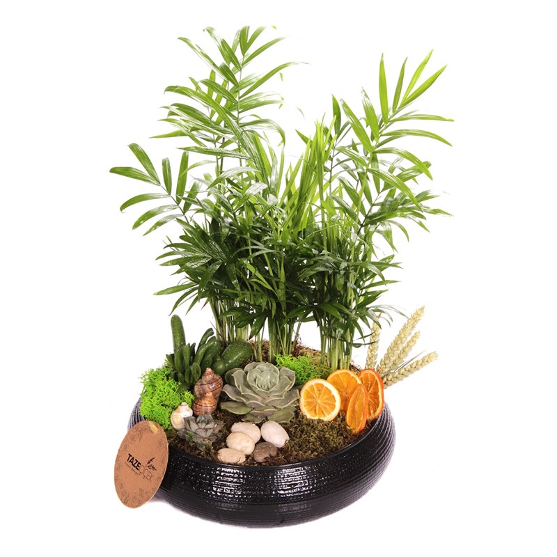 Black Palms Design Teraryum