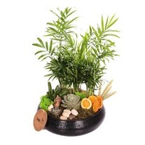 Black Palms Design Teraryum