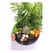 Black Palms Design Teraryum