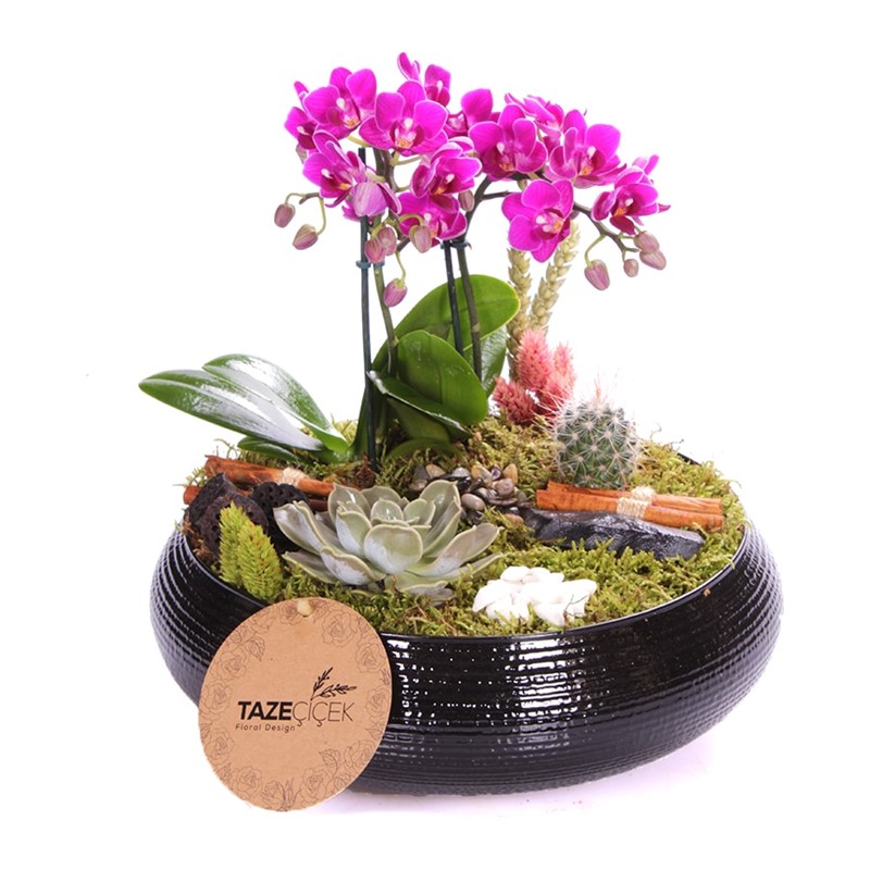 Black Design Mini Orkide Teraryum