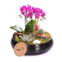 Black Design Mini Orkide Teraryum
