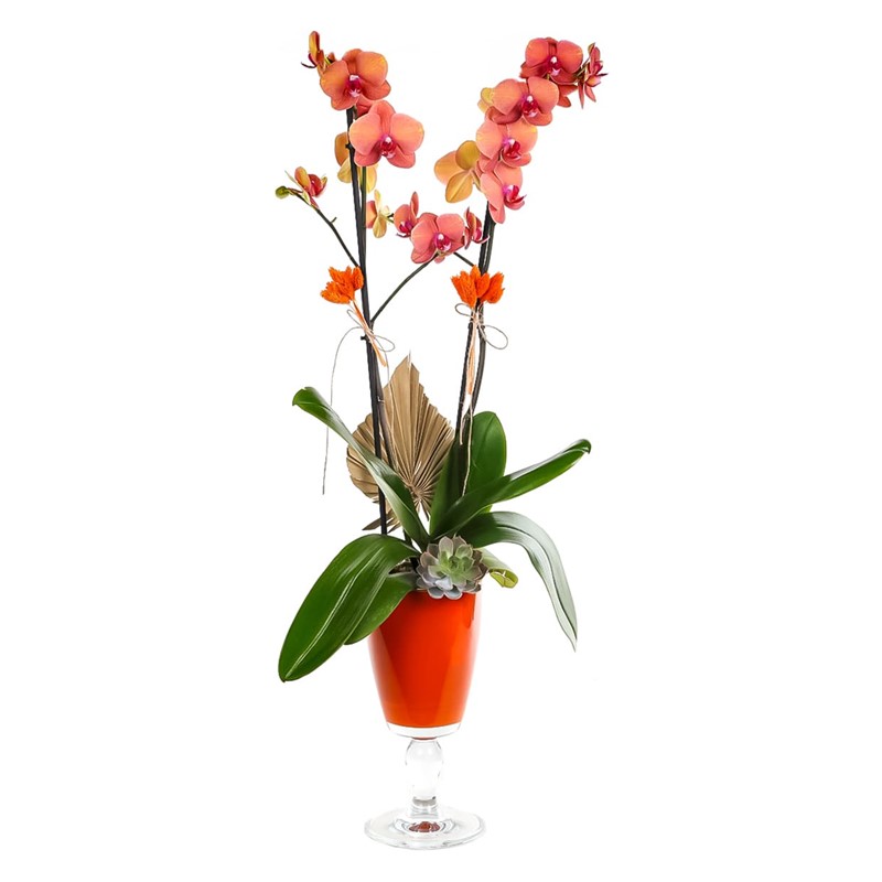 Orange Chalice