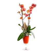 Orange Chalice