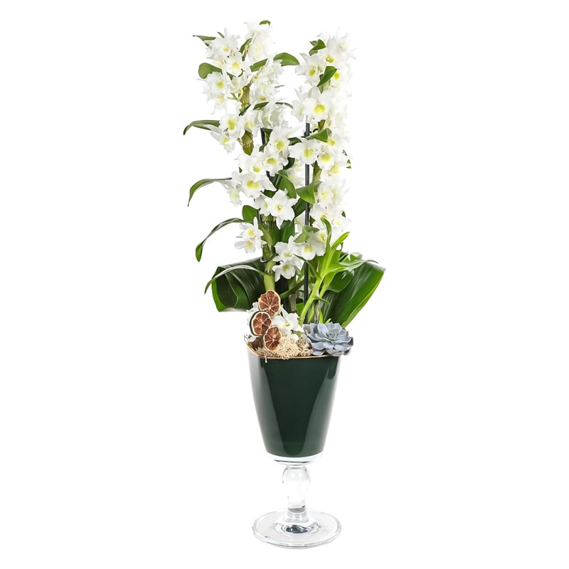 Dendrobium Of Amazon