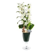 Dendrobium Of Amazon