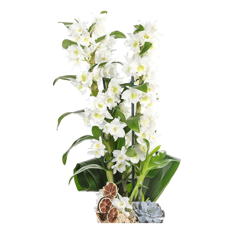 Dendrobium Of Amazon