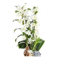 Dendrobium Of Amazon