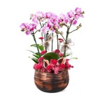 Purple Smoky Orkide