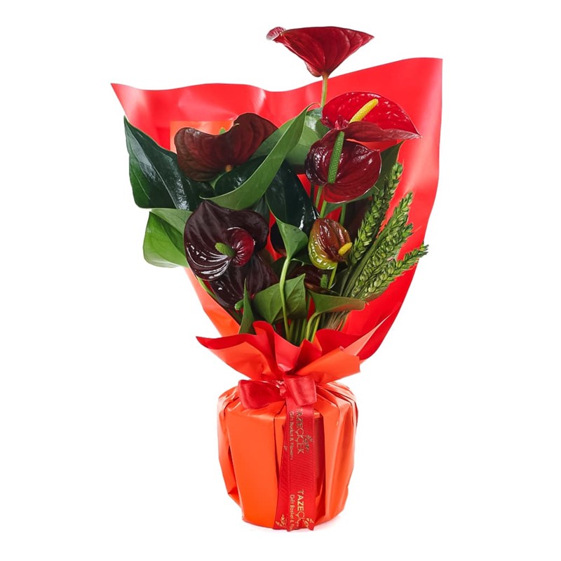 Red Anthurium Çiçeği