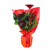 Red Anthurium Çiçeği
