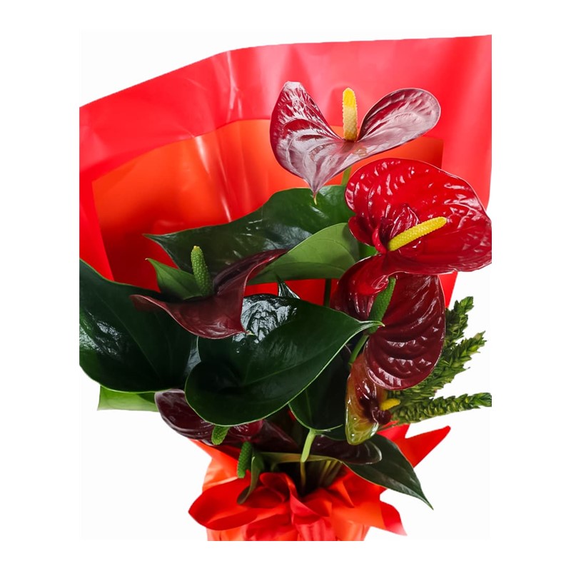 Red Anthurium Çiçeği
