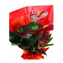 Red Anthurium Çiçeği
