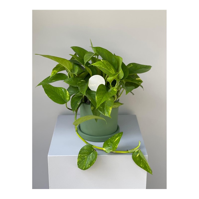Epipremnum Aureum (Pothos Salon Sarmaşığı)