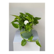 Epipremnum Aureum (Pothos Salon Sarmaşığı)