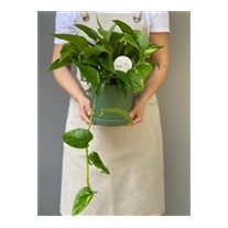 Epipremnum Aureum (Pothos Salon Sarmaşığı)