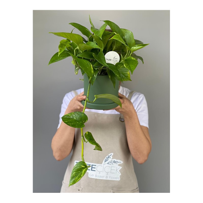 Epipremnum Aureum (Pothos Salon Sarmaşığı)
