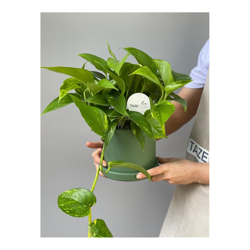 Epipremnum Aureum (Pothos Salon Sarmaşığı)