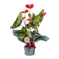 Red Anthurium Çiçeği