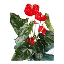 Red Anthurium Çiçeği