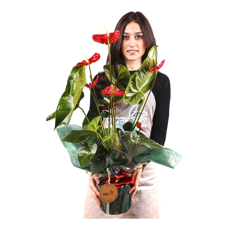 Red Anthurium Çiçeği