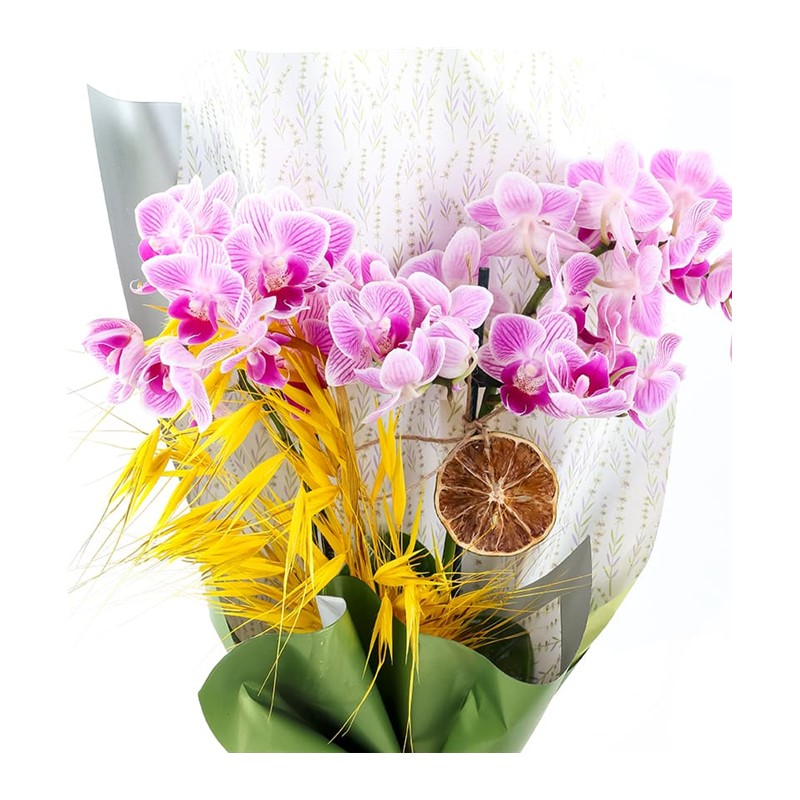 Caring Touch & Best Orkide