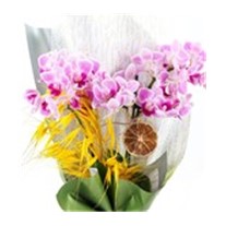 Caring Touch & Best Orkide