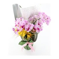 Caring Touch & Best Orkide