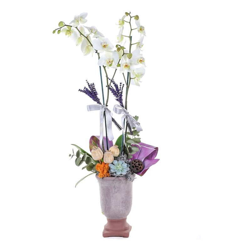 Lavender Scent Orkide