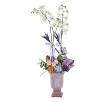 Lavender Scent Orkide