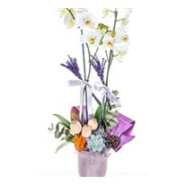 Lavender Scent Orkide