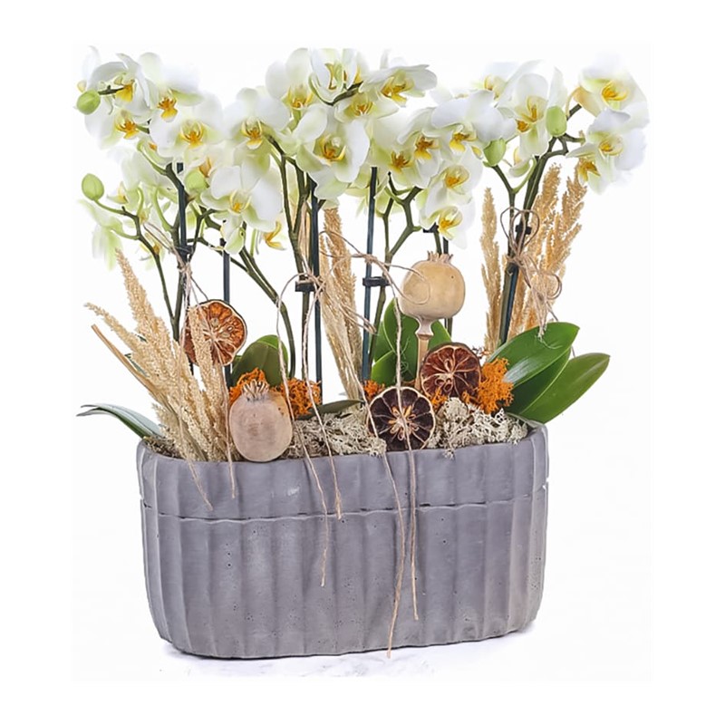 Twin Orchids