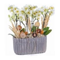 Twin Orchids