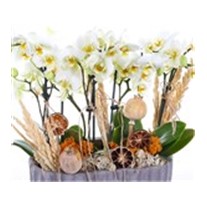 Twin Orchids