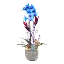 Blue Spirit Mavi Orkide