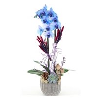 Blue Spirit Mavi Orkide