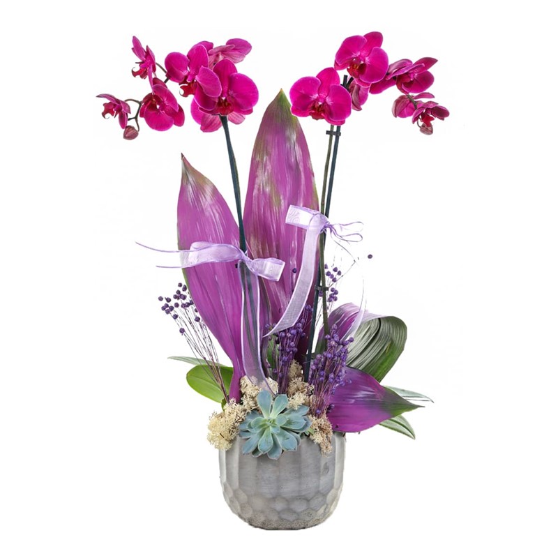 The Sweetest Color Orkide