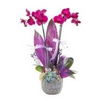 The Sweetest Color Orkide