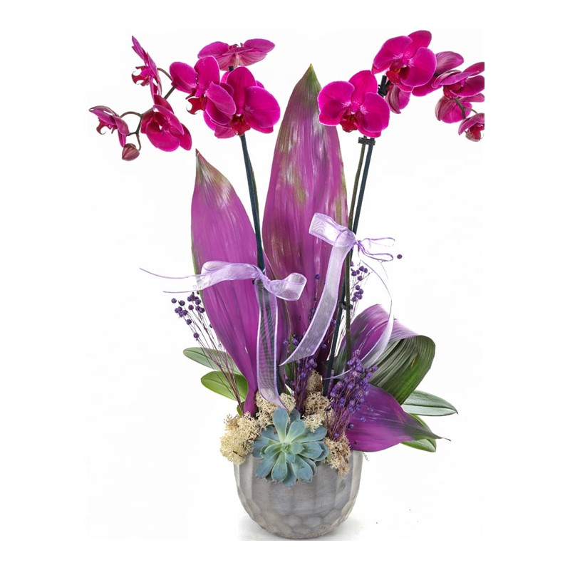 The Sweetest Color Orkide